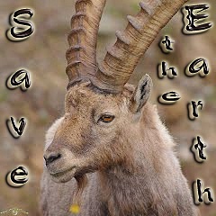 stambecco-01-travelmapitaly.com